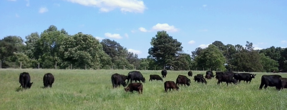 grass fed beef atlanta georgia