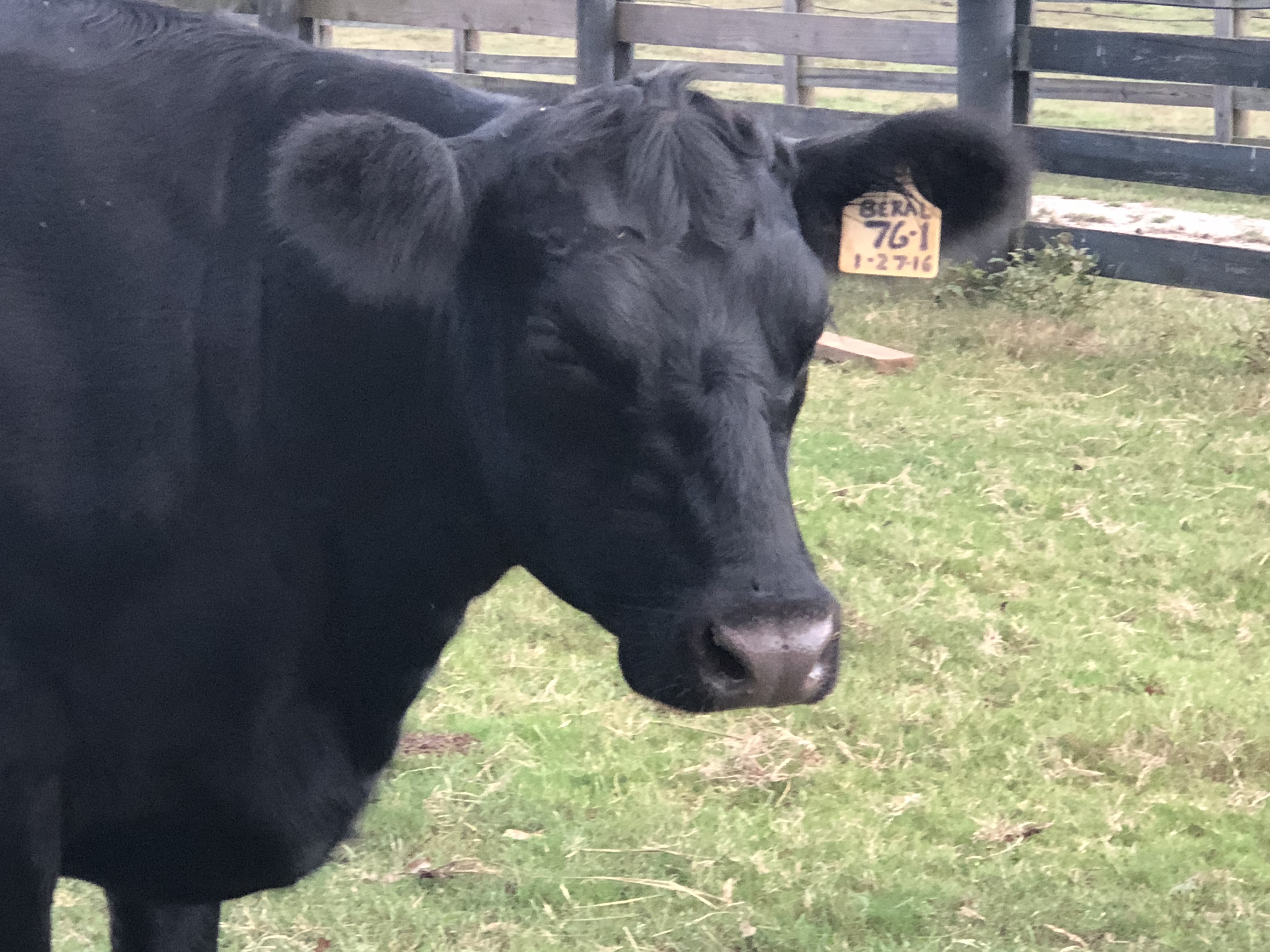 black angus beef atlanta georgia